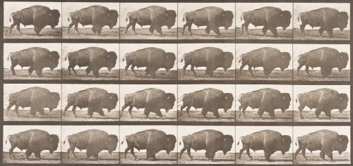 Buffalo Walking