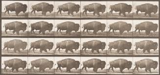 Buffalo Walking