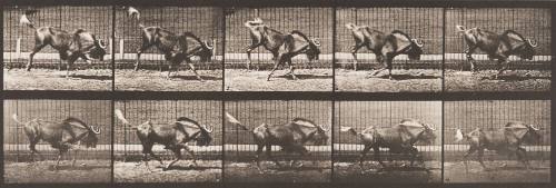 Gnu Bucking and Galloping