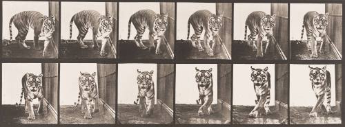 Tigress Walking and Turning Around