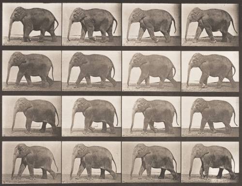 Elephant Walking
