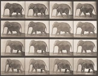 Elephant Walking