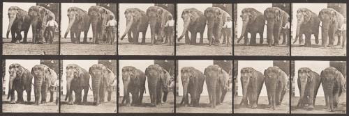 Two Elephants Walking