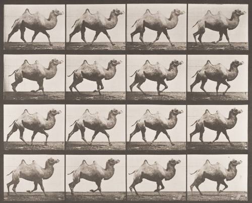 Bactrian Camel Racking