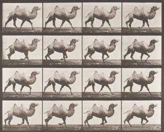 Bactrian Camel Racking