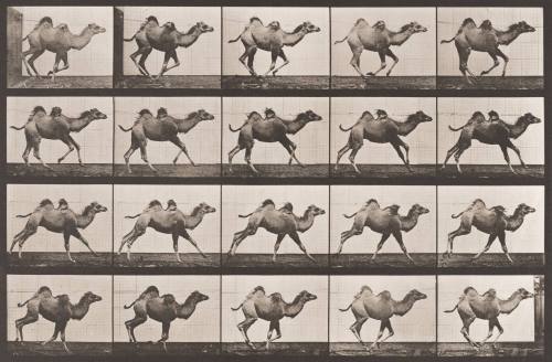 Bactrian Camel Galloping