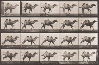 Bactrian Camel Galloping