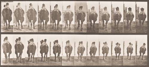 Bactrian Camel. A: Racking. B: Galloping