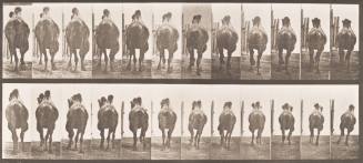 Bactrian Camel. A: Racking. B: Galloping