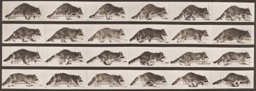 Raccoon Walking, Changing to a Gallop