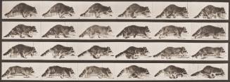 Raccoon Walking, Changing to a Gallop