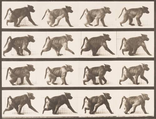 Baboon Walking on all Fours