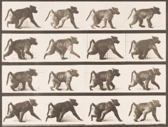 Baboon Walking on all Fours