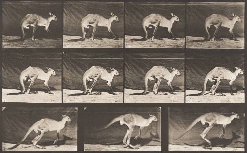 Kangaroo Walking on All Fours, Changing to Jumping