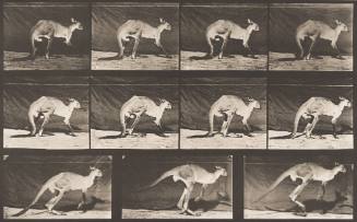 Kangaroo Walking on All Fours, Changing to Jumping