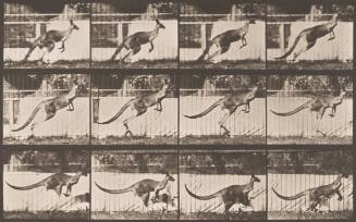 Kangaroo Jumping