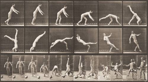 Head-Spring, a Flying Pigeon Interfering