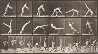 Head-Spring, a Flying Pigeon Interfering