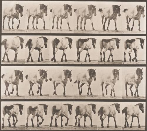 "Hansel" Walking Free