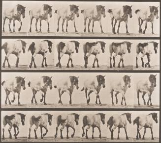 "Hansel" Walking Free