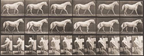 "Eagle" Walking Free