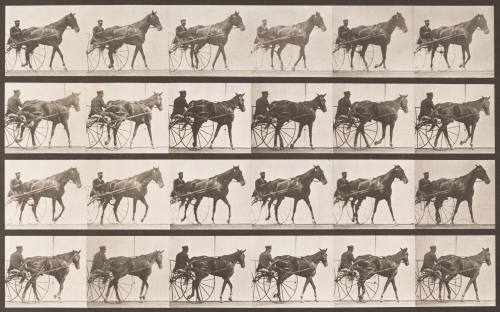 "Nellie Rose" Walking, Harnessed to Sulky