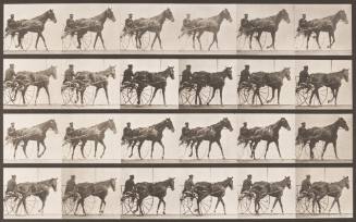 "Nellie Rose" Walking, Harnessed to Sulky