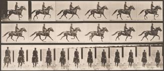 "Pronto" Pacing, Saddled