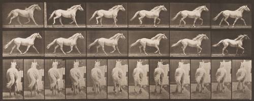 "Eagle" Trotting Free