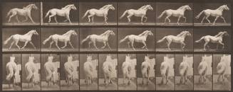 "Eagle" Trotting Free