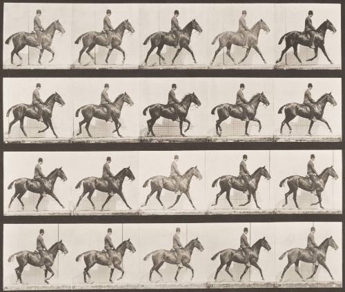 "Daisy" Trotting, Saddled