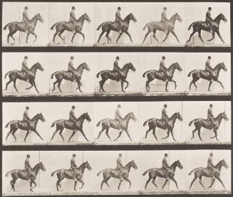 "Daisy" Trotting, Saddled