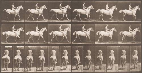 "Smith" Trotting, Bareback; Rider Nude