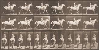 "Smith" Trotting, Bareback; Rider Nude