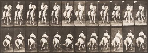 "Elberon" Trotting, Saddled