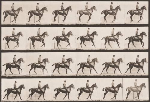 "Daisy" Cantering, Saddled