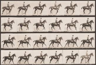 "Daisy" Cantering, Saddled