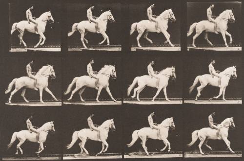 "Clinton" Cantering, Bareback; Rider Nude