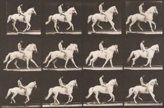 "Clinton" Cantering, Bareback; Rider Nude