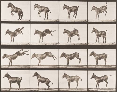 "Ruth" Bucking and Kicking