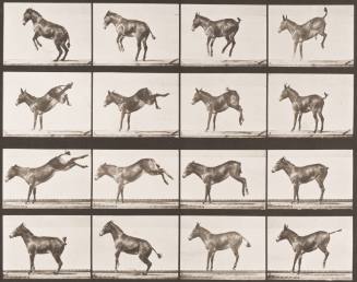 "Ruth" Bucking and Kicking