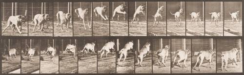 "Dread" Jumping Hurdle