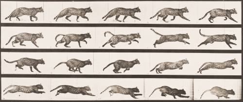 Cat Trotting, Changing to a Gallop