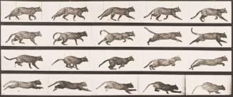 Cat Trotting, Changing to a Gallop