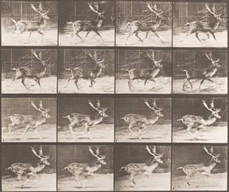 Fallow Deer, Buck. A: Trotting. B: Galloping