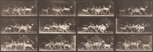 Fallow Deer, Buck, and a Group of Does, Various Movements