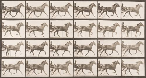 "Lizzie M" Trotting, Harnessed to Sulky