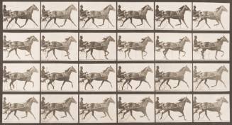 "Lizzie M" Trotting, Harnessed to Sulky