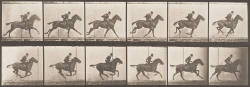 "Daisy" Galloping, Saddled