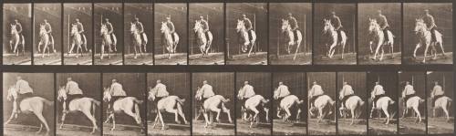 "Pandora" Galloping, Saddled